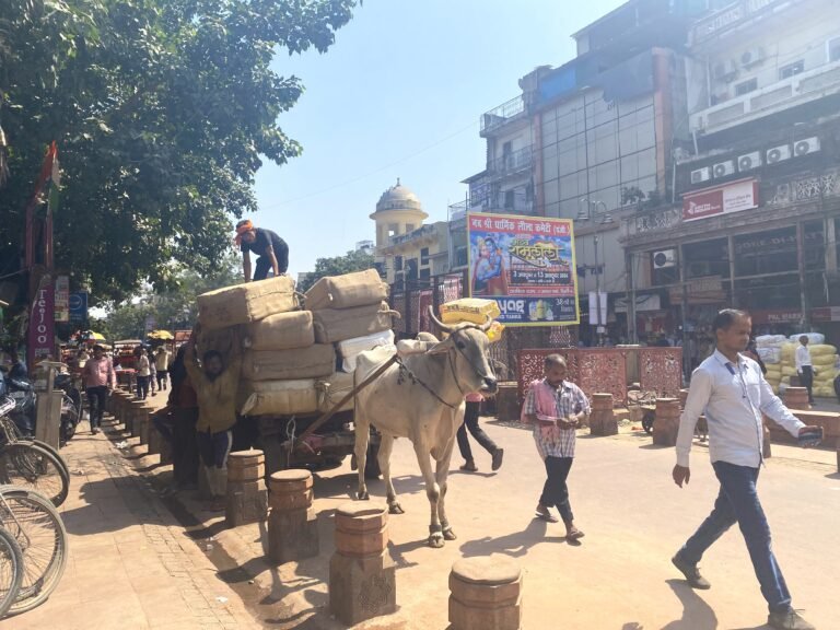 Cow cart in old delhi