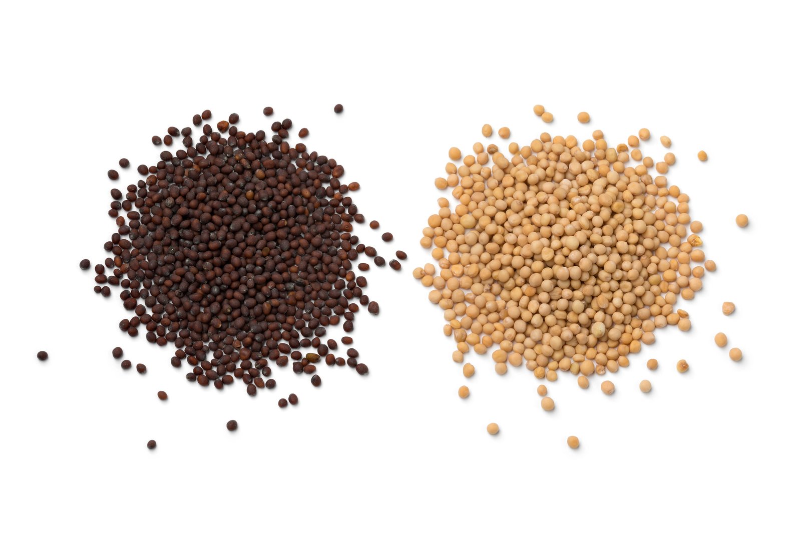Yellow and brown mustard seeds used in South and West Indian cooking